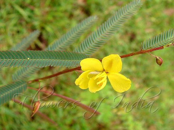 Feather-leaved Cassia